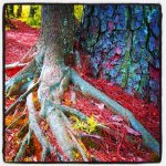 Altered nature photo by Julie Yamamoto